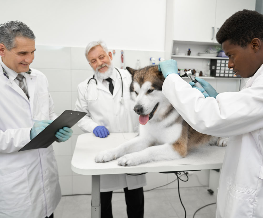 veterinarians-working-with-animals-in-veterinary-c-2021-12-09-15-06-57-utc